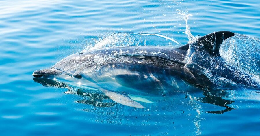 From Malaga: Day trip to Gibraltar and Dolphin Boat Tour - Crossing at La Línea