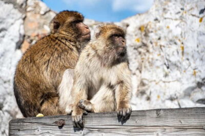 From Málaga: Gibraltar Day Trip