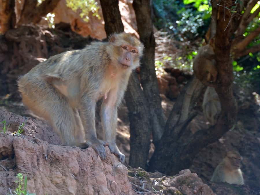 From Marrakech: A day Trip to Ouzoud waterfalls - The long road from Marrakech to Ouzoud