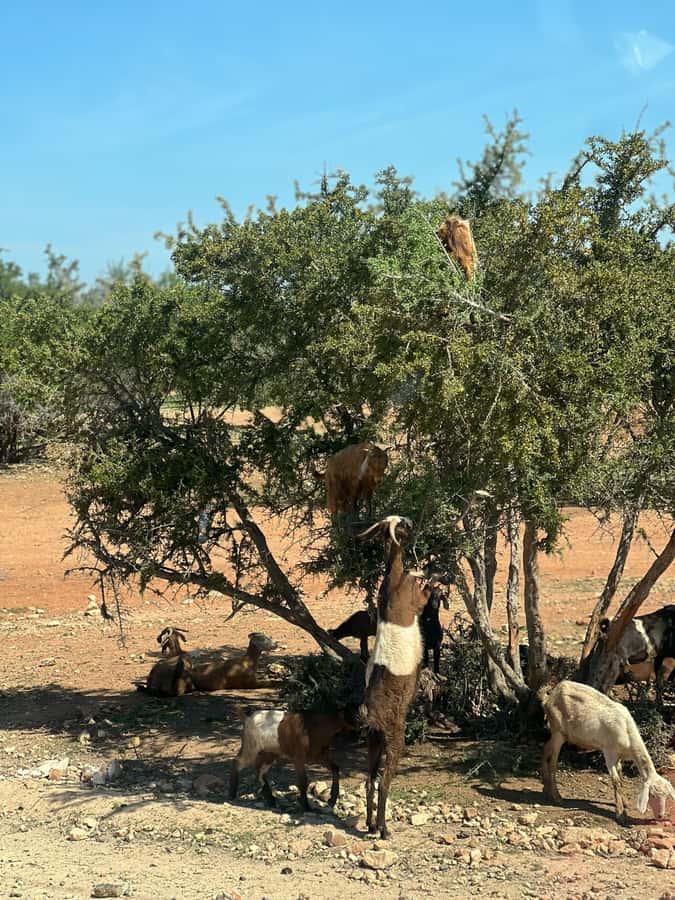 From Marrakech: Day Trip to Essaouira with Transfers - The first break at Chichaoua or Sidi Makhtar