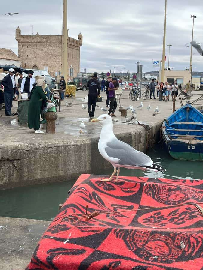 From Marrakech: Day Trip to Essaouira with Transfers - Essaouira Citadel and the ocean-facing ramparts