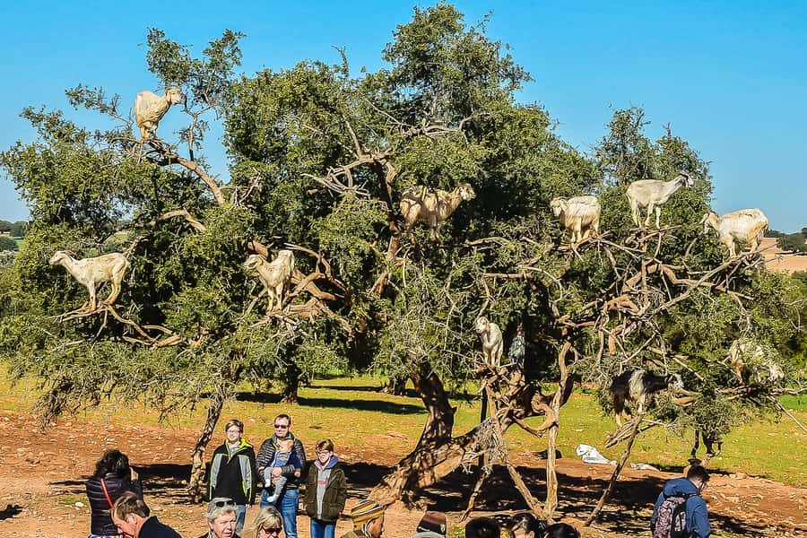 From Marrakech: Essaouira Day Tour with Optional Activities - The morning pickup can take patience