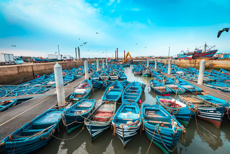 From Marrakech: Essaouira Private Full-Day Trip - What to bring and how to plan the day