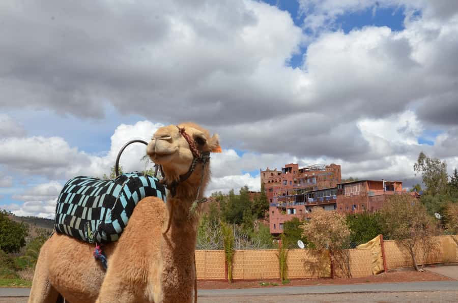 From Marrakech: Ourika Valley Day Trip with Lunch - Walking toward Setti Fatma’s waterfalls