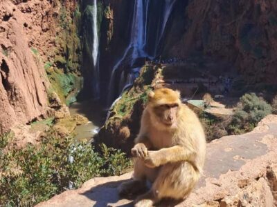 From Marrakech:Ouzoud Waterfalls Day Trip with Boat Tour