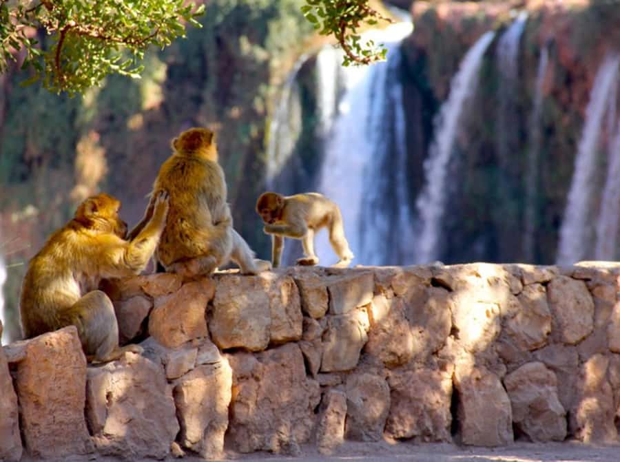 From Marrakech: Private Ouzoud Falls & Boat Ride Day Trip - A private van makes the long drive easier