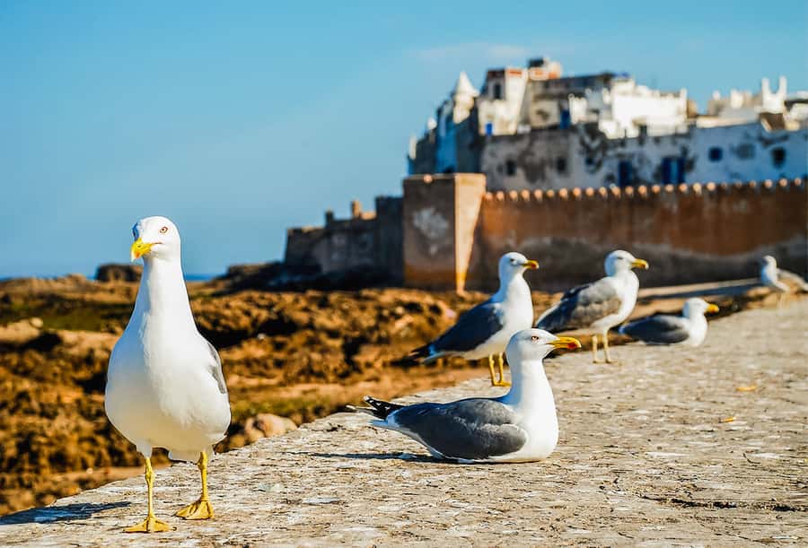 From Marrakesh: Essaouira Full-Day Trip - Five hours for beach, lunch, and your own route