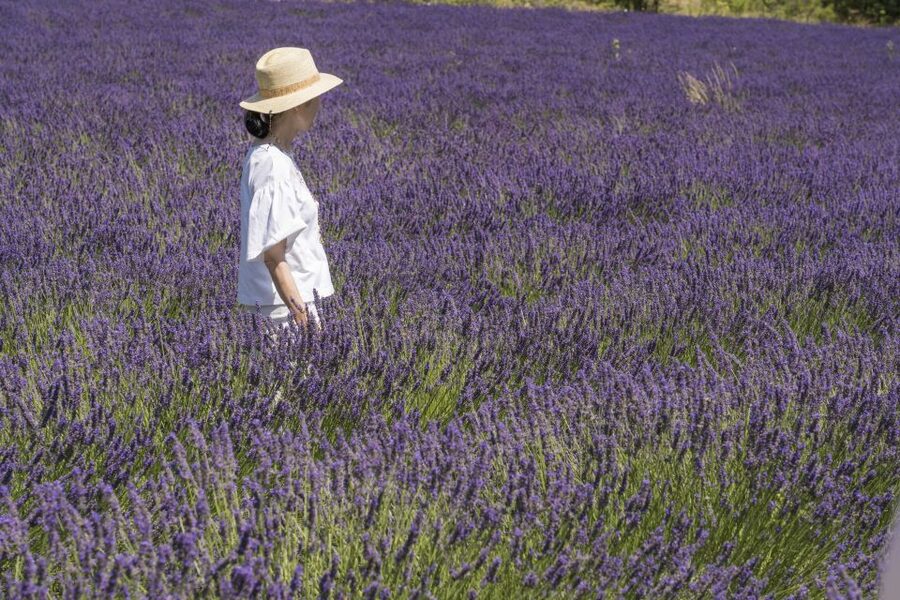 From Marseille: Lavender Full-Day Trip to Sault - Why Sault makes this more than a photo stop