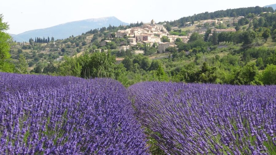 From Marseille: Lavender Full-Day Trip to Sault - What you learn at the local lavender producer