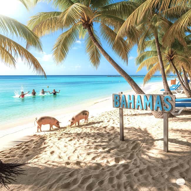 From Miami: Bimini or Grand Bahama Day Trip by Ferry - What the ferry ride is really like