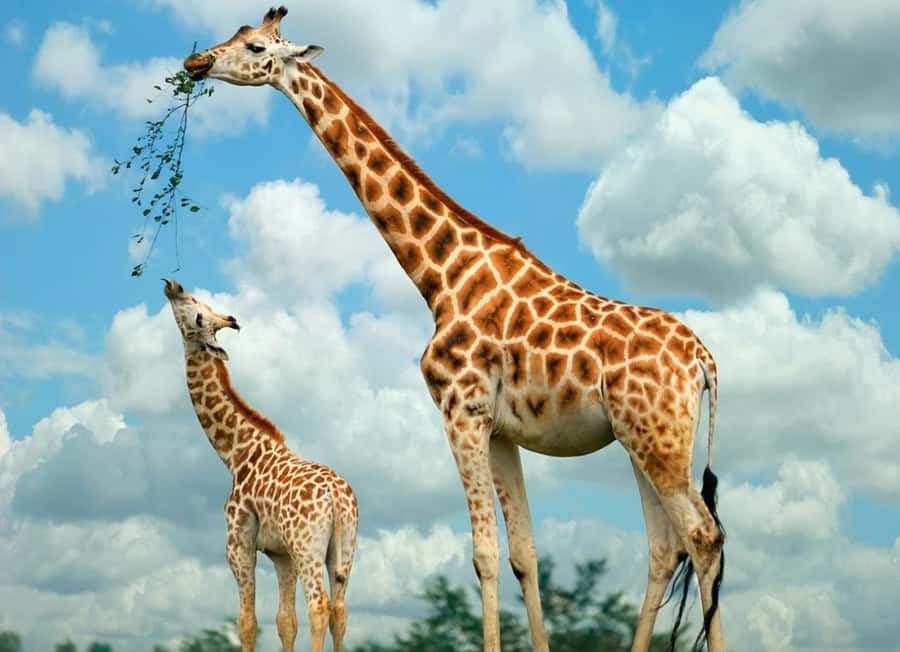 From Nairobi: Elephant Orphanage and Giraffe Center Day Trip - Key things to know before booking
