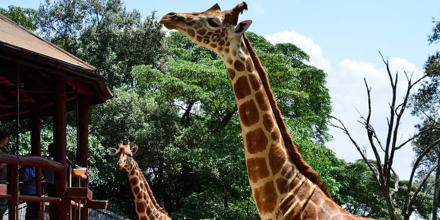 From Nairobi: Elephant Orphanage and Giraffe Center Day Trip - Meeting the rescued elephants at Sheldrick