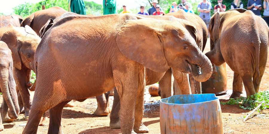From Nairobi: Elephant Orphanage and Giraffe Center Day Trip - Who will get the most from this experience