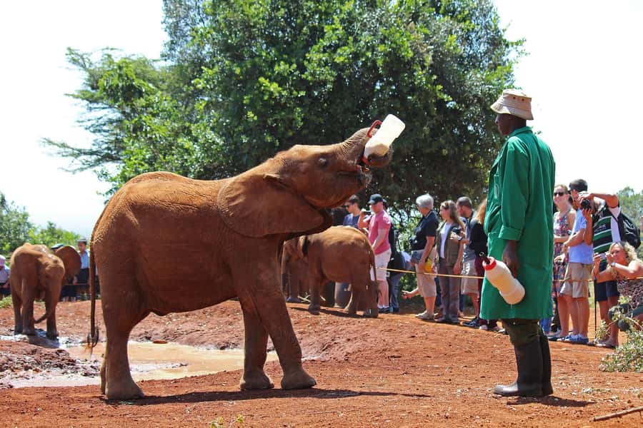 From Nairobi: Elephant Orphanage and Giraffe Center Day Trip - Small details that can make the day better