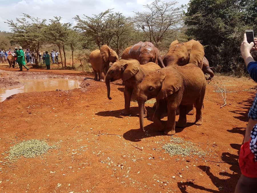 From Nairobi: Elephant Orphanage and Giraffe Center Day Trip - Should you book it?