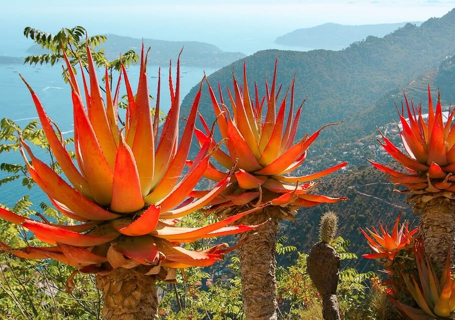 From Nice: Eze, Monaco, and Monte Carlo Half-Day Trip - Is $153 a fair price?