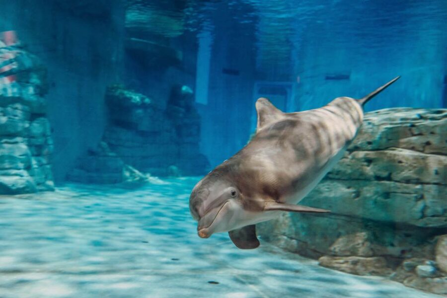 From Orlando: Day Trip to Clearwater Beach with Options - Who should book this outing?