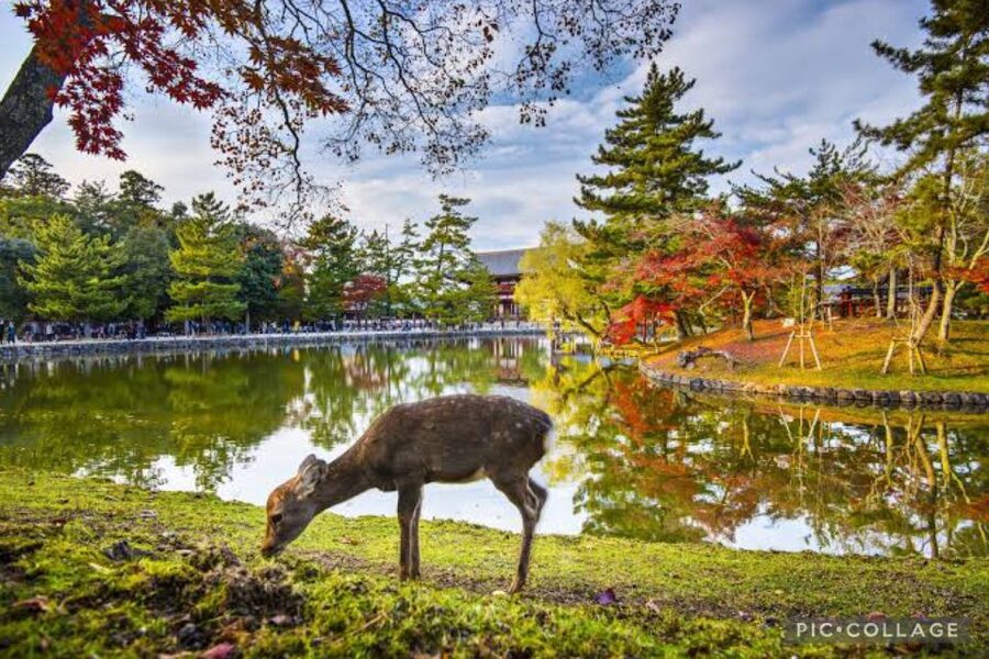 From Osaka/Kyoto: Private Kyoto & Nara Day Trip with Pickup - What the drivers add to the day