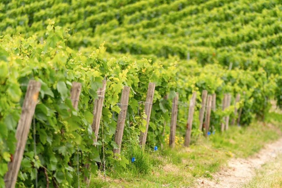 From Paris: Day Trip to Champagne with 8 Tastings & Lunch - The second producer shows the local side