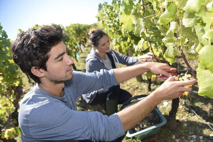 From Paris: Small-Group Champagne Day Trip with Six Tastings - Who should book this Champagne day trip?