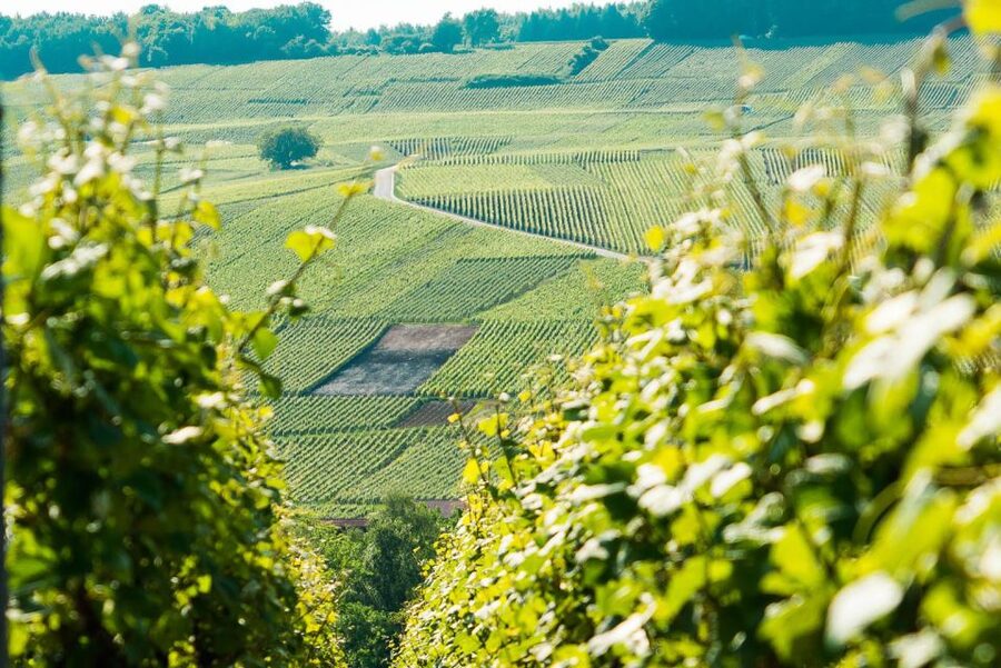 From Paris: Small-Group Champagne Day Trip with Six Tastings - Why this Champagne day trip works