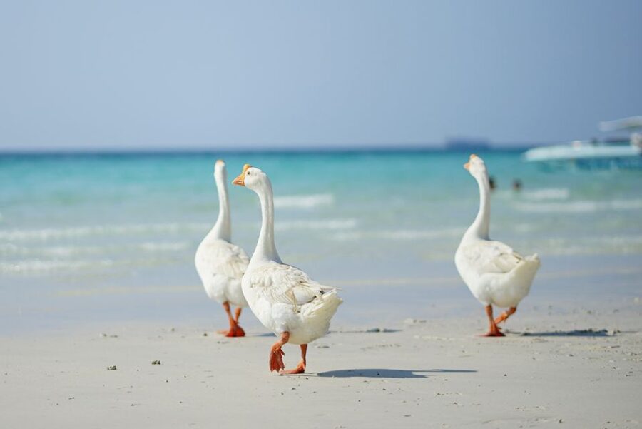 From Pattaya/Bangkok: Island Day Trip with Beach Activities - Coral Island, snorkeling, and the water slide