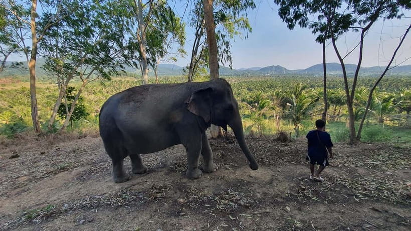 From Pattaya: Living Green Elephant Sanctuary Day Trip - Feeding elephants one at a time