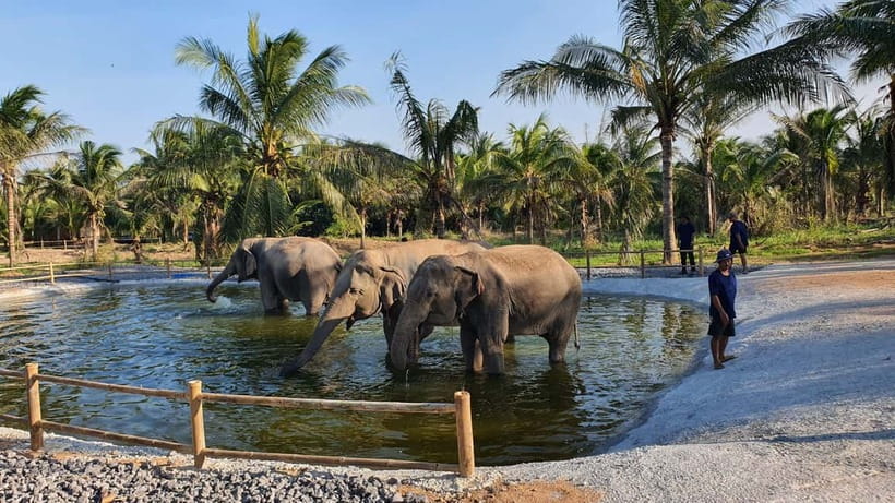 From Pattaya: Living Green Elephant Sanctuary Day Trip - Is $57 good value from Pattaya?