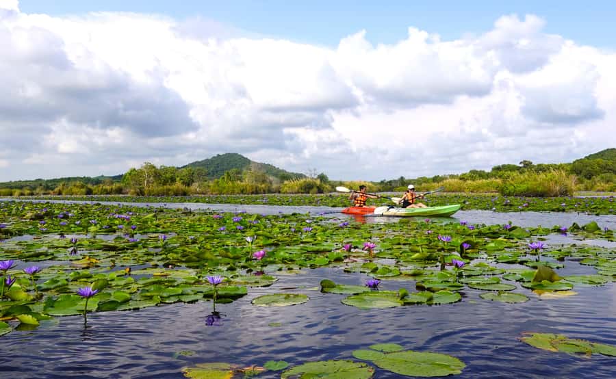 From Pattaya: Rayong Adventure Hike and Kayak Day Trip - Kayaking through the Samet forest wetlands
