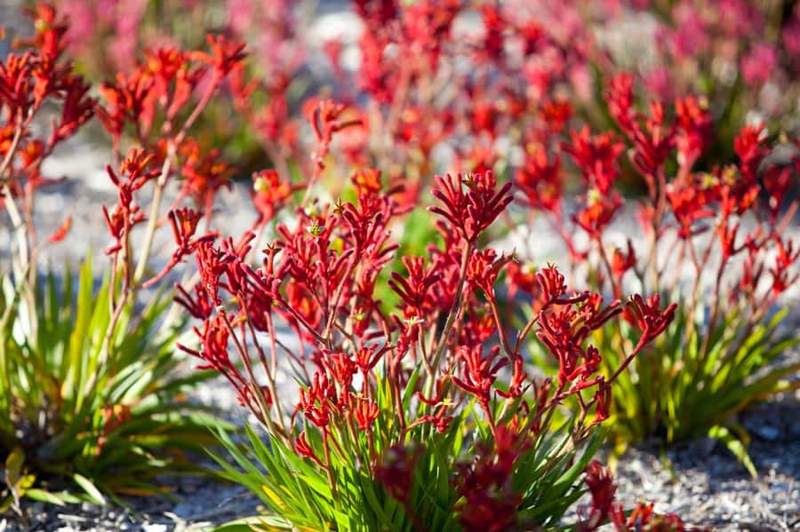 From Perth: Pinnacles Lobster Shack and Yanchep Day Trip - The guide can shape the whole day