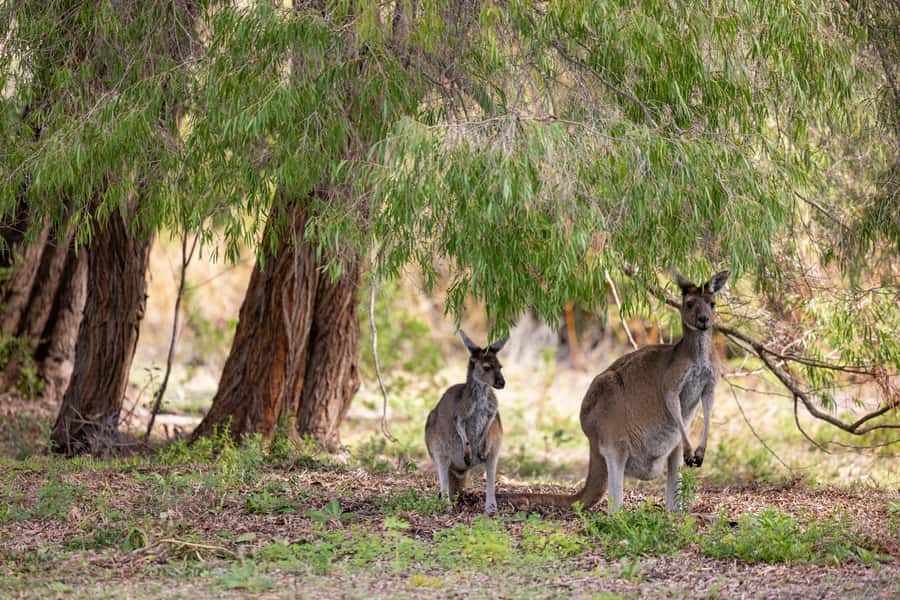 From Perth: Pinnacles Lobster Shack and Yanchep Day Trip - Pace, fitness and who should book