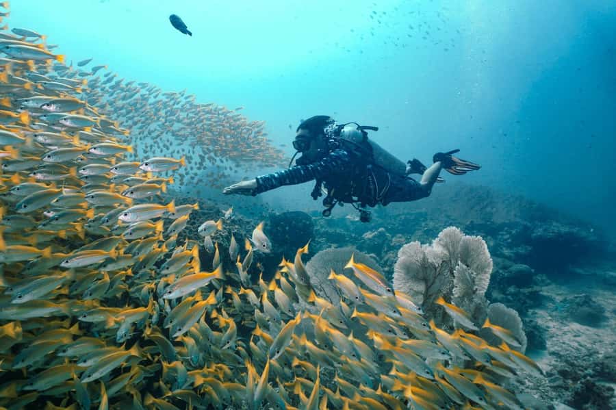 From Phi Phi: Beginner Scuba Diving Day Trip with 2 Dives - Your first underwater session near Phi Phi Leh