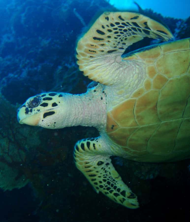 From Phi Phi: Beginner Scuba Diving Day Trip with 2 Dives - Lunch on the boat, then a second chance underwater