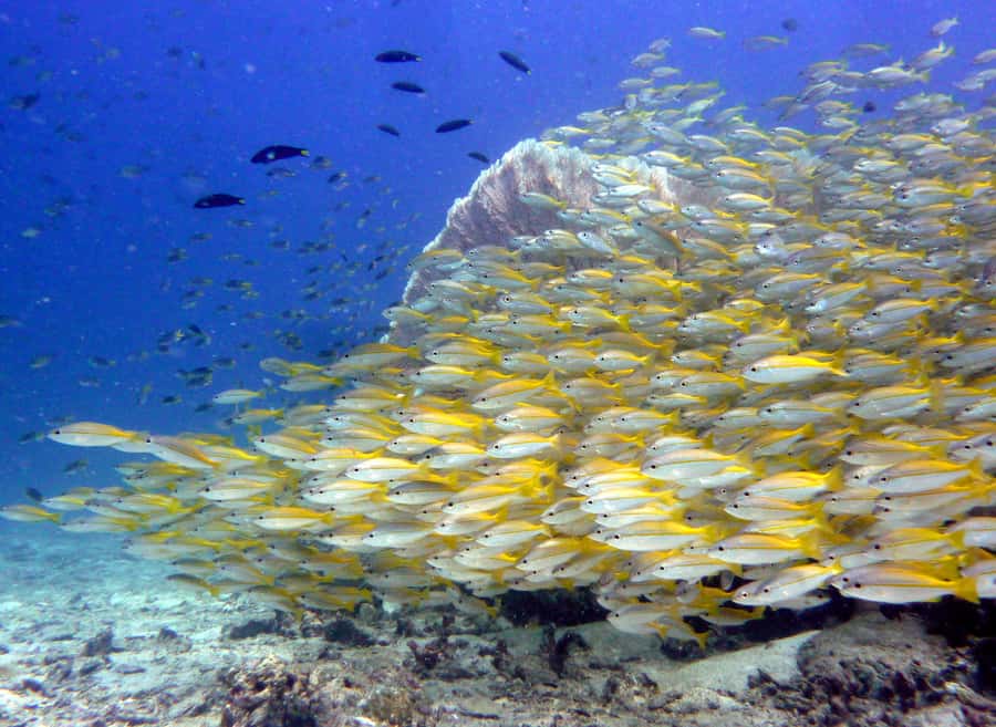 From Phi Phi: Beginner Scuba Diving Day Trip with 2 Dives - Small groups and instructor support