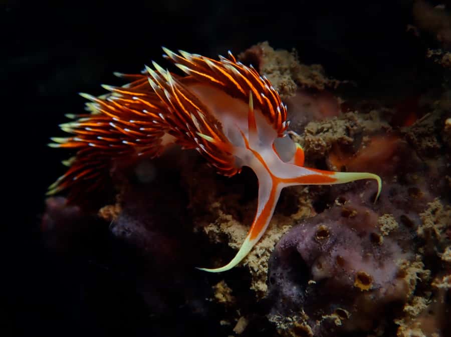 From Phi Phi: Beginner Scuba Diving Day Trip with 2 Dives - What you can and cannot expect to see