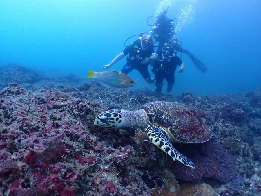 From Phi Phi: Beginner Scuba Diving Day Trip with 2 Dives - Morning or afternoon: choose around your transport