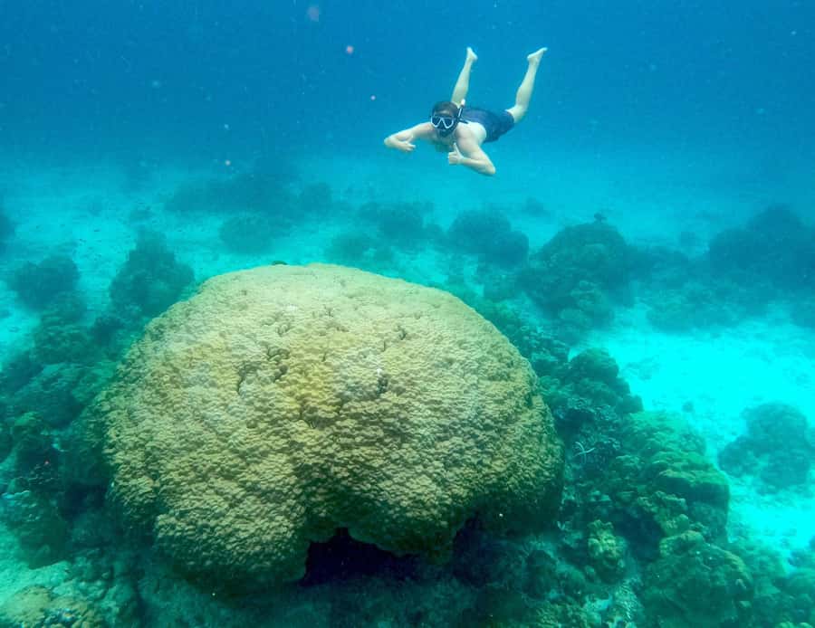 From Phuket: Day Trip to Phi Phi with Private Longtail Tour - Snorkeling among fish and possible reef sharks