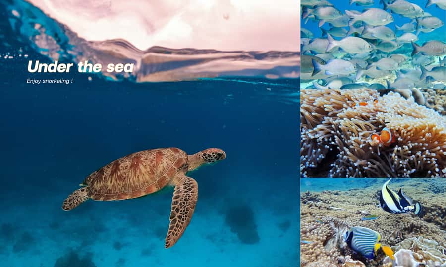 From Phuket or Khaolak : Similan Islands Day Trip - Payu Island and the search for Nemo