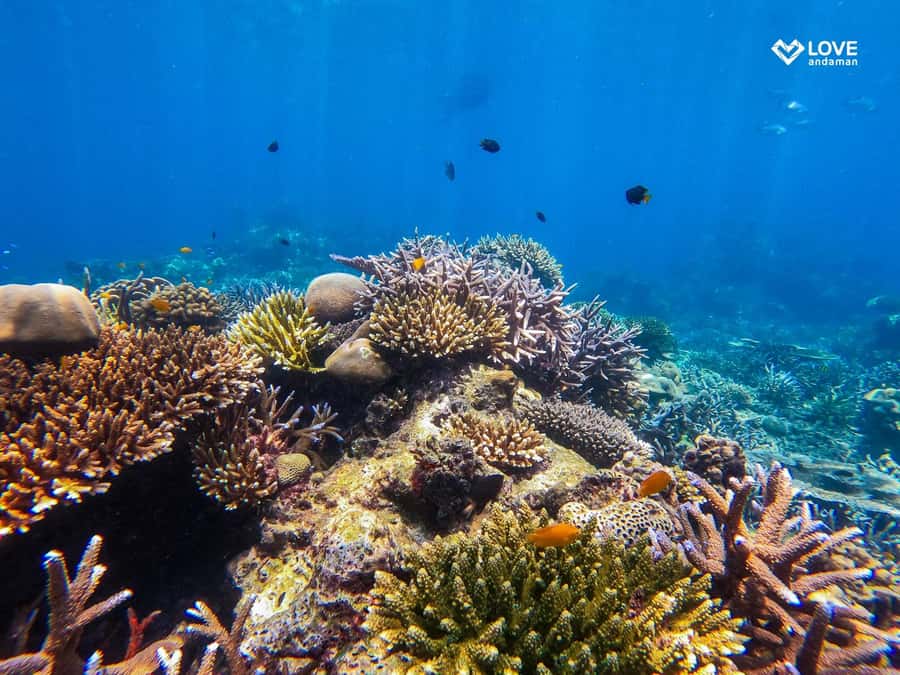 From Phuket or Khaolak: Surin Islands Day Trip - Is $109 good value?