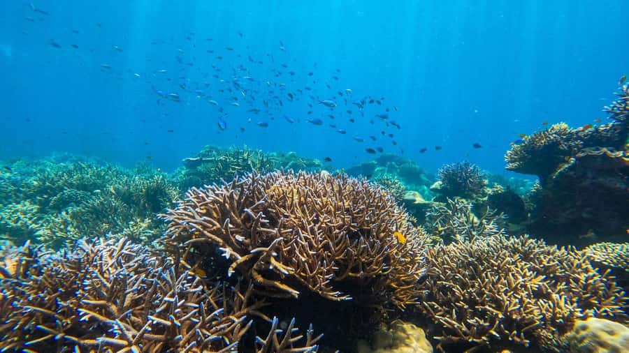 From Phuket or Khaolak: Surin Islands Day Trip - Meeting the Moken community around 11:00 AM