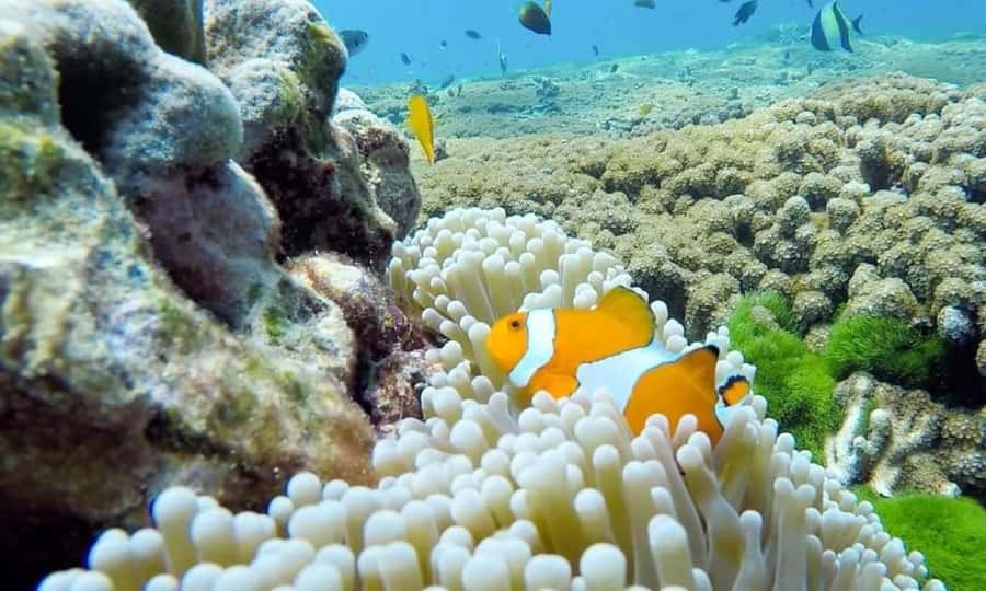 From Phuket: Similan Islands Day Trip - What the large-group format really means