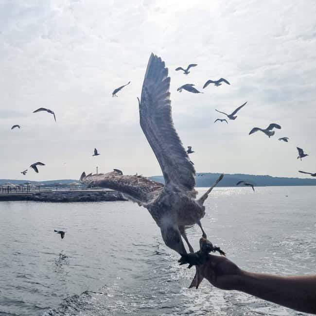 From Poreč: Boat Day Trip to Rovinj with Fish Lunch - Rovinj: cobbled lanes and St. Euphemia