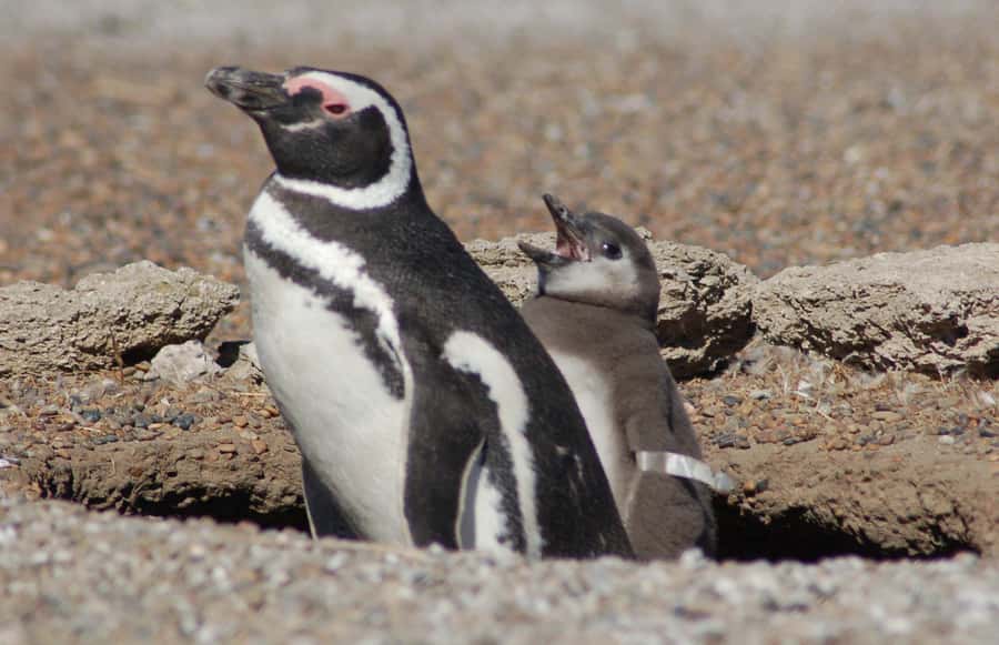 From Puerto Madryn: Penguin Tour & Península Valdés Day Trip - Key points at a glance