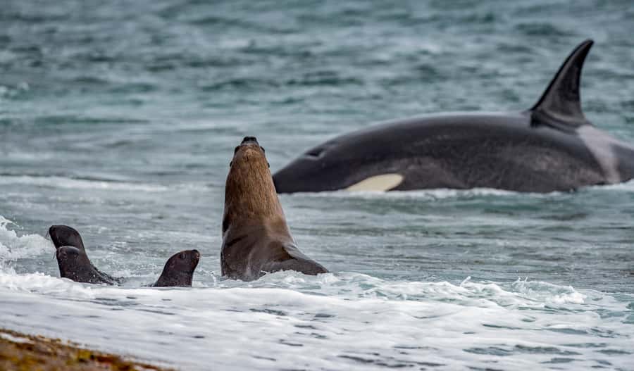 From Puerto Madryn: Penguin Tour & Península Valdés Day Trip - Why San Lorenzo Ranch is the main attraction
