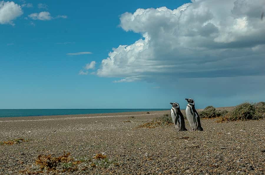 From Puerto Madryn: Penguin Tour & Península Valdés Day Trip - Watching wildlife from Puerto Valdés to Punta Norte