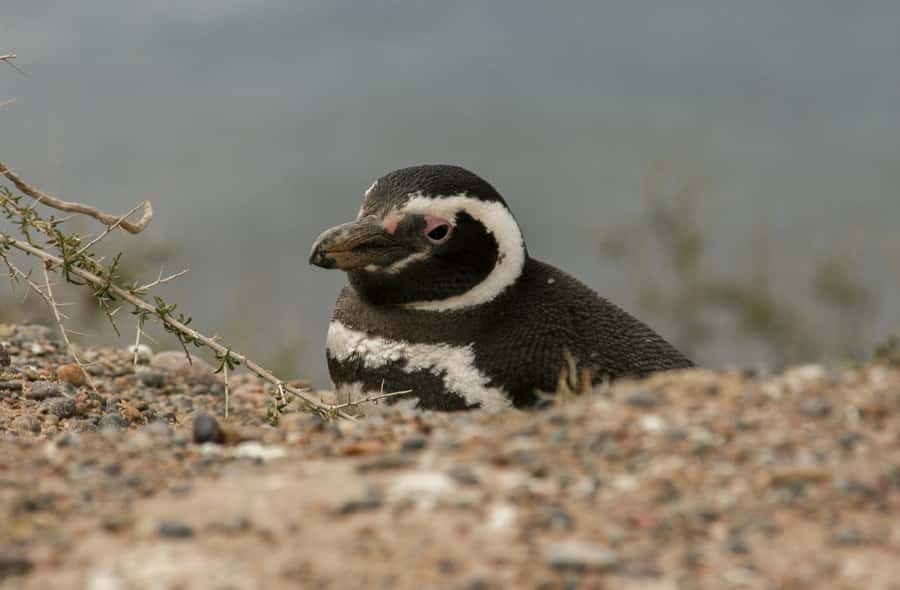 From Puerto Madryn: Penguin Tour & Península Valdés Day Trip - How the small-group format changes the day