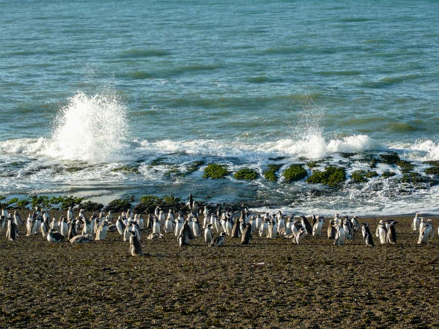 From Puerto Madryn: Penguin Tour & Península Valdés Day Trip - Is $198 good value?
