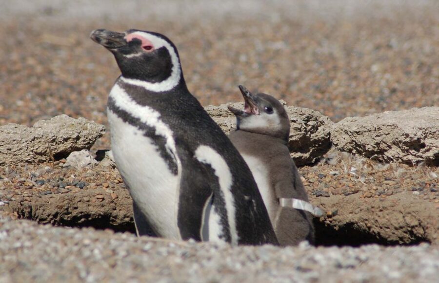 From Puerto Madryn: Penguin Tour & Península Valdés Day Trip - Weather, seasons, and what to pack