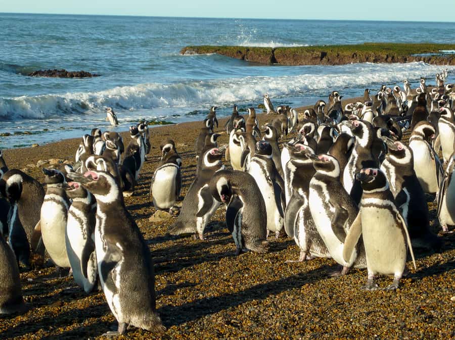 From Puerto Madryn: Penguin Tour & Península Valdés Day Trip - Who should book this day trip?