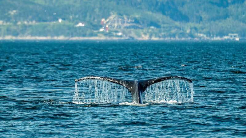 From Quebec City: Whale Watching Excursion Full-Day Trip - Key points to know before booking